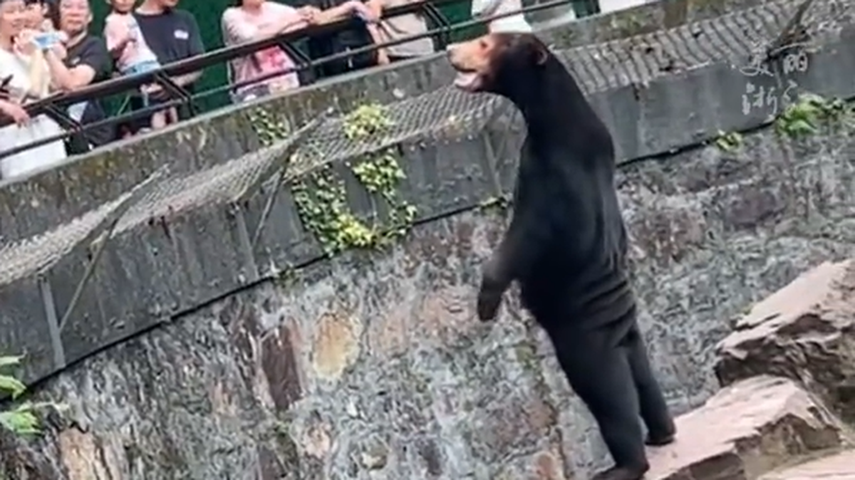 A zoo in China had to deny allegations that at least one of its bears was not really a bear at all — and was actually a human dressed up as the animal. People started spreading the rumor after a video surfaced online showing a sun bear standing upright on its hind legs and interacting with the crowd at the Hangzhou Zoo.
