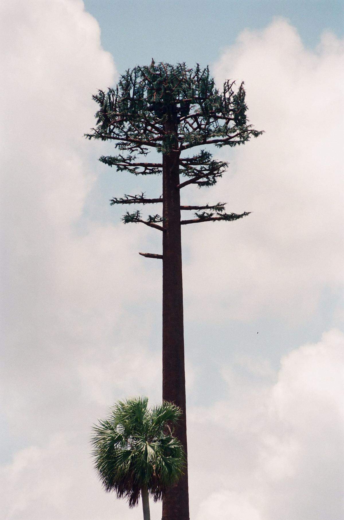 A Coral Springs cellphone antenna pole disguised as a pine tree in 1999.