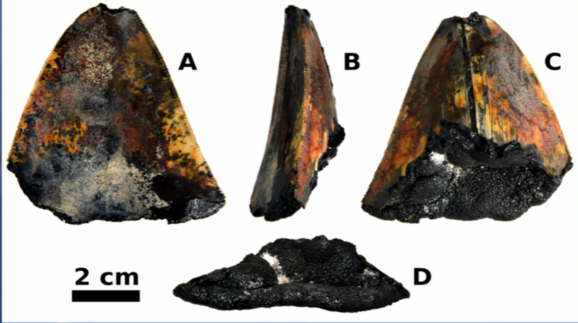 Video of the sample collection has revealed the tooth was hiding in plain sight on a ridge, with the tooth standing upright and its “cutting edge” protruding from the sediment, the report says.