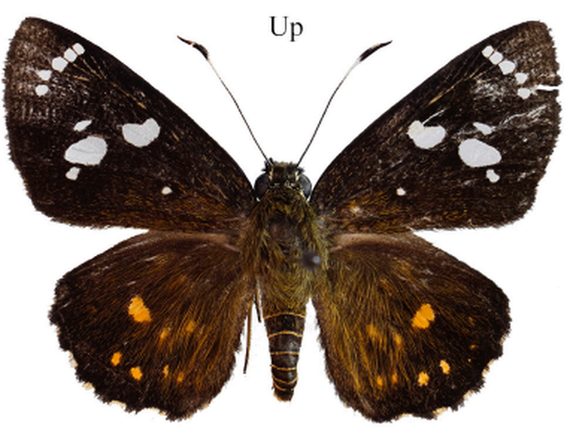 Researchers identified the new species by its distinct wing pattern, genitalia and its DNA.