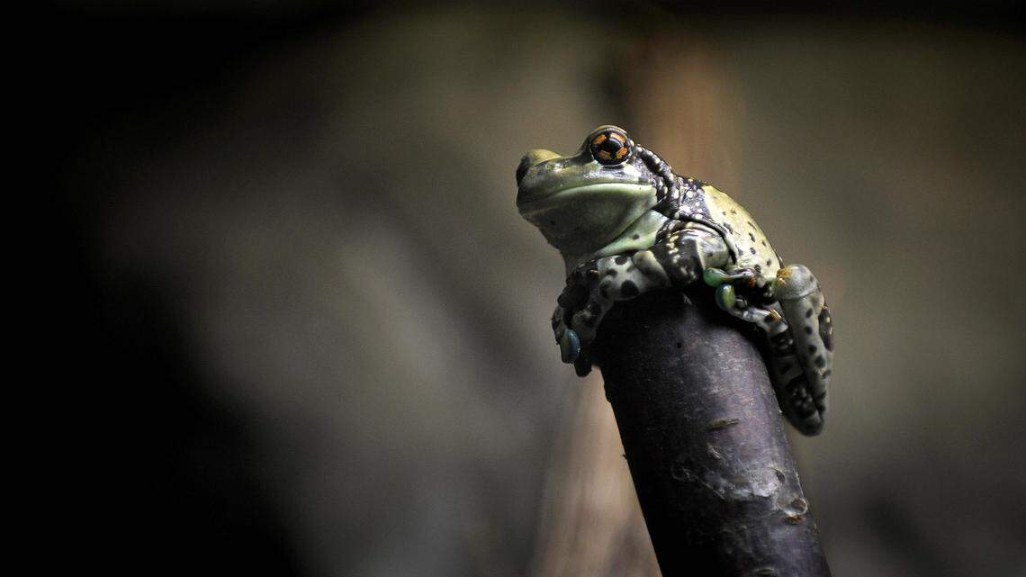 TO GO WITH STORY IN FRENCH BY ANGELA SCHNAEBELE: "LE MUSEUM DE BESANCON A LA RESCOUSSE DES GRENOUILLES EXOTIQUES" - A picture taken on August 13, 2008 shows a frog in one of the vivariums of the Besancon Natural History Museum. Amphibian species are becoming extinct at a pace never seen before. For the first time, scientists have gathered enough evidence to assert that humanity might be facing one of the biggest extinction crises of recent times. Species, genera, and even families are vanishing at alarming rates. Amphibians are severely affected by habitat loss, climate change, pollution and pesticides, introduced species, and over-collection for food and pets. AFP PHOTO / JEFF PACHOUD (Photo credit should read JEFF PACHOUD/AFP via Getty Images)