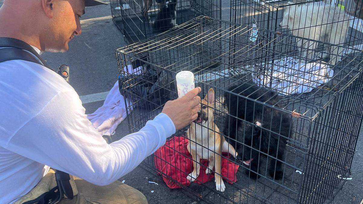 Rescuers removed around 170 puppies from the Forever Love Puppies pet store in Pembroke Pines on July, 18, 2023.