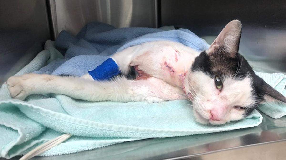 Wilson the cat was shot in the neck with a BB gun May 27, 2019. The Broward Sheriff’s Office released photos in hopes of finding the person responsible.