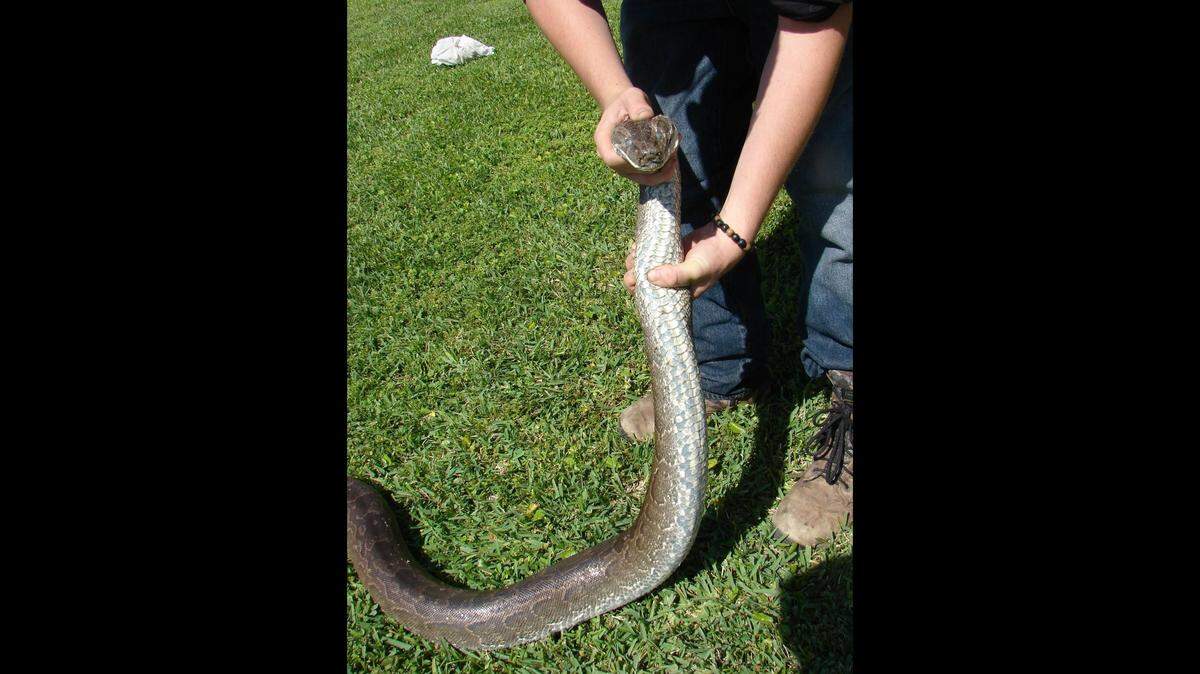 Northern African or rock pythons are a nonnative species of large constrictor snake that can be found in a small area in Miami-Dade County. While very similar in appearance to the Burmese python, the pattern on the back of the Northern African python is less defined. The belly scales of a Northern African python are a pattern of black and white markings.