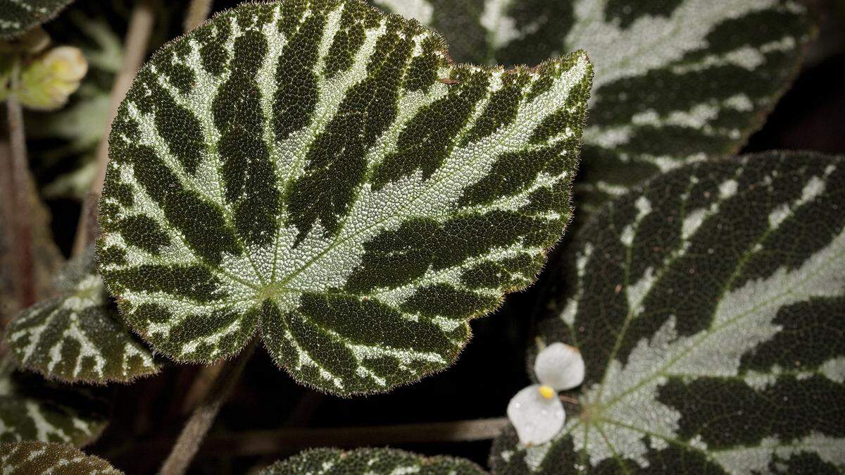 Begonias offer incredible variety in shape, texture and color. Make them the next trend.