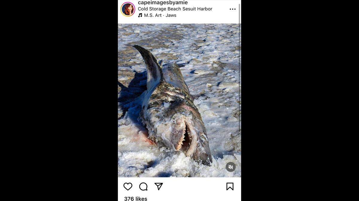An Instagram photo shows a frozen shark washed up on a Cape Cod, Massachusetts, beach during a cold snap.