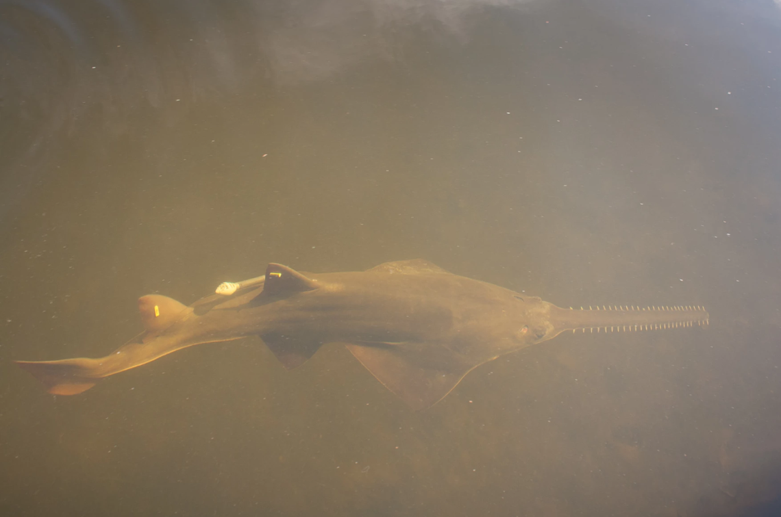 Researchers have attached trackers to some sawfish to better understand their behavior.