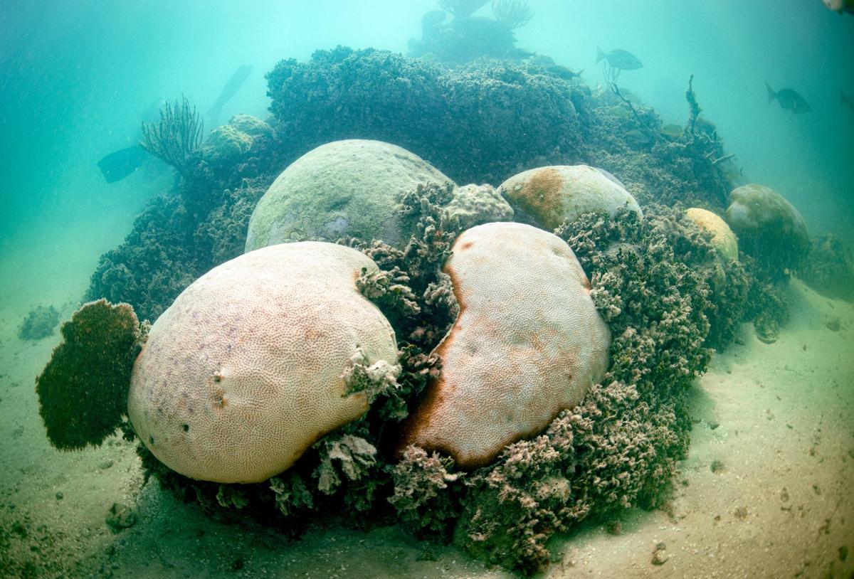 Bleached brain corals at Cheeca Rocks reef off Islamorada still show major bleaching damage after a summer of record heat.