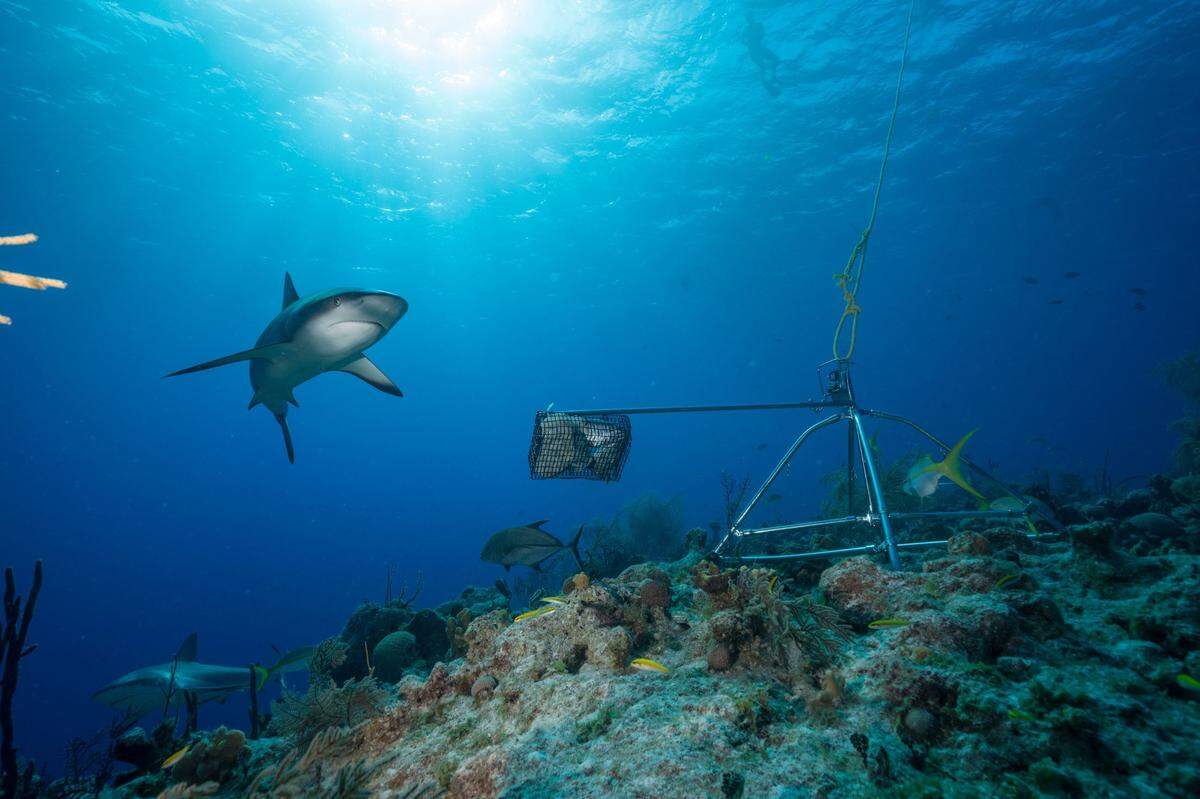 Sharks are important for the health of coral reefs because they help maintain the balance of the food chain in these fragile ecosystems.