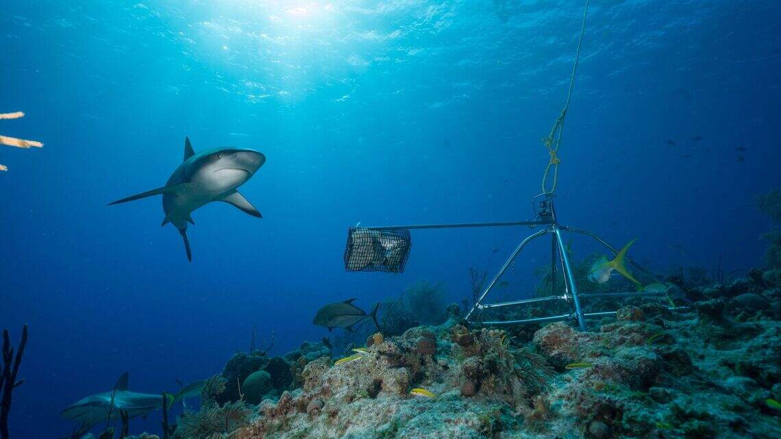 Here’s why Miami shark researchers are concerned about a potential COVID-19 vaccine