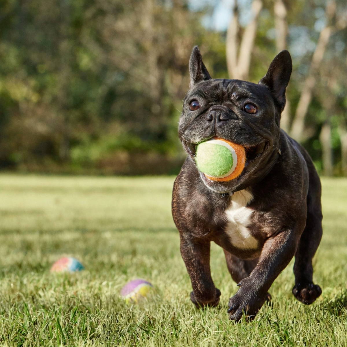 Chewy Bark Park in Coral Gables hosts a three-hour Tennis Ball Drop on Saturday, March 21, 2026, where dogs can play, run and dive in a giant ball pit filled with tennis balls.