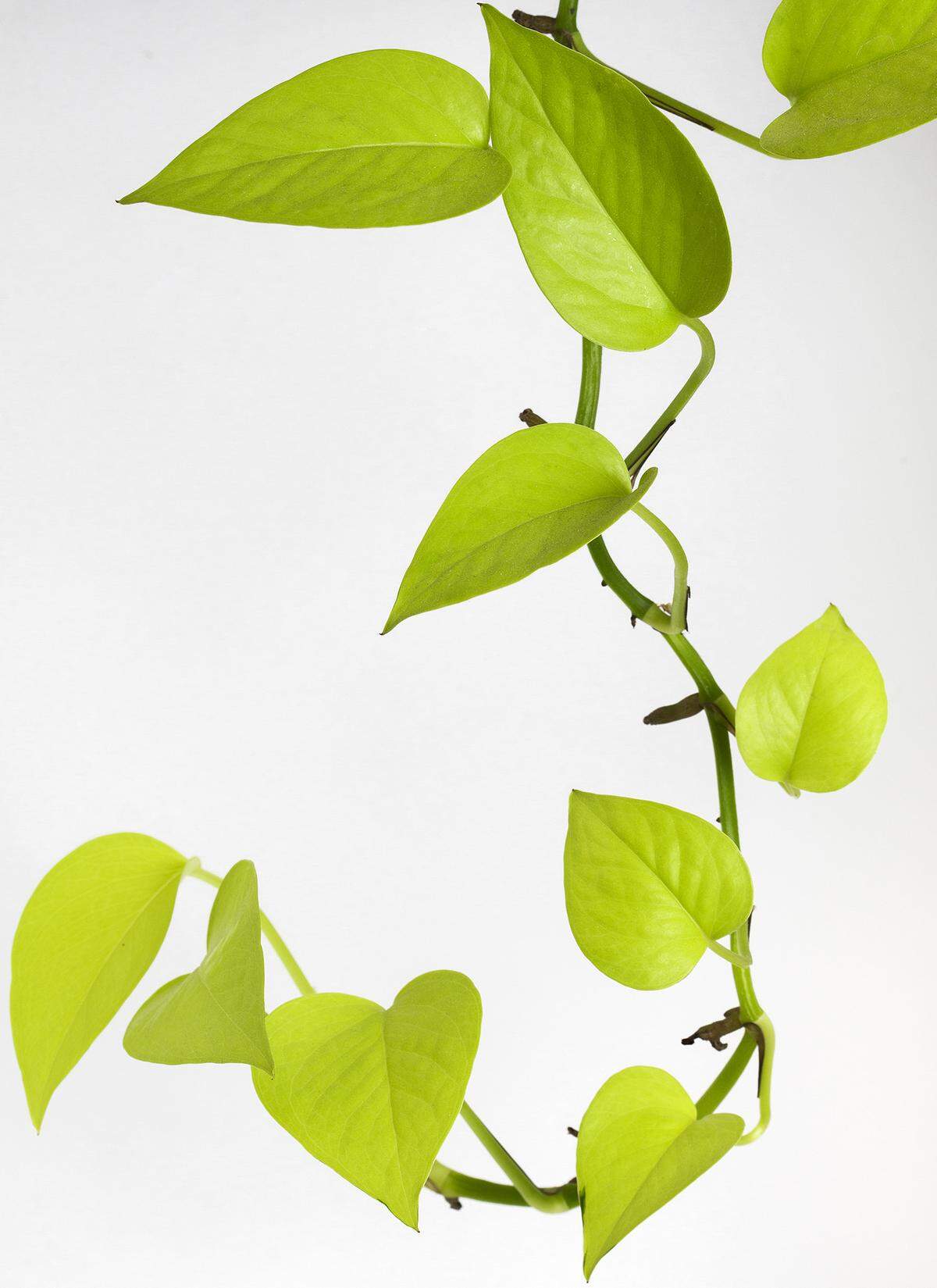 Neon pothos is truly chartreuse and difficult to kill.