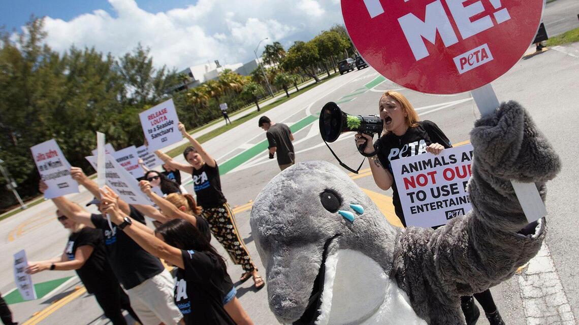 ‘Crying Dolphin’ leads PETA protest over Miami Seaquarium allegedly underfeeding dolphins