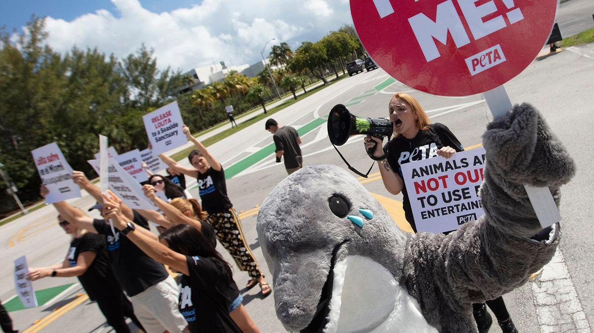A “crying dolphin” will lead a coalition of PETA supporters in urging Miami-Dade County to shut down the Miami Seaquarium after a new federal inspection report just obtained by PETA documented employees’ practice of starving dolphins into submission and forcing them to perform more often, causing them to attack trainers and bite visitors out of sheer stress; at The Miami Seaquaroum, Key Biscayne on Saturday 29th., 2022.
