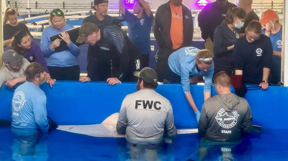 Scientists work with a sick smalltooth sawfish that was brought from the Florida Keys to Mote Marine Laboratory and Aquarium in Sarasota in April. The fish was euthanized May 2, 2024, because its health continued to deteriorate, Mote said.