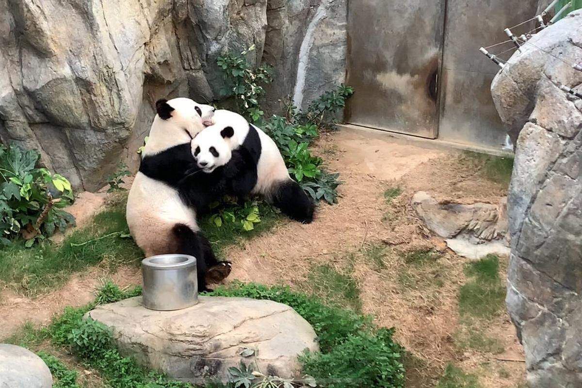 Ying Ying and Le Le at Ocean Park in Hong Kong mated for the first time in 13 years after the zoo temporarily closed during the COVID-19 pandemic.