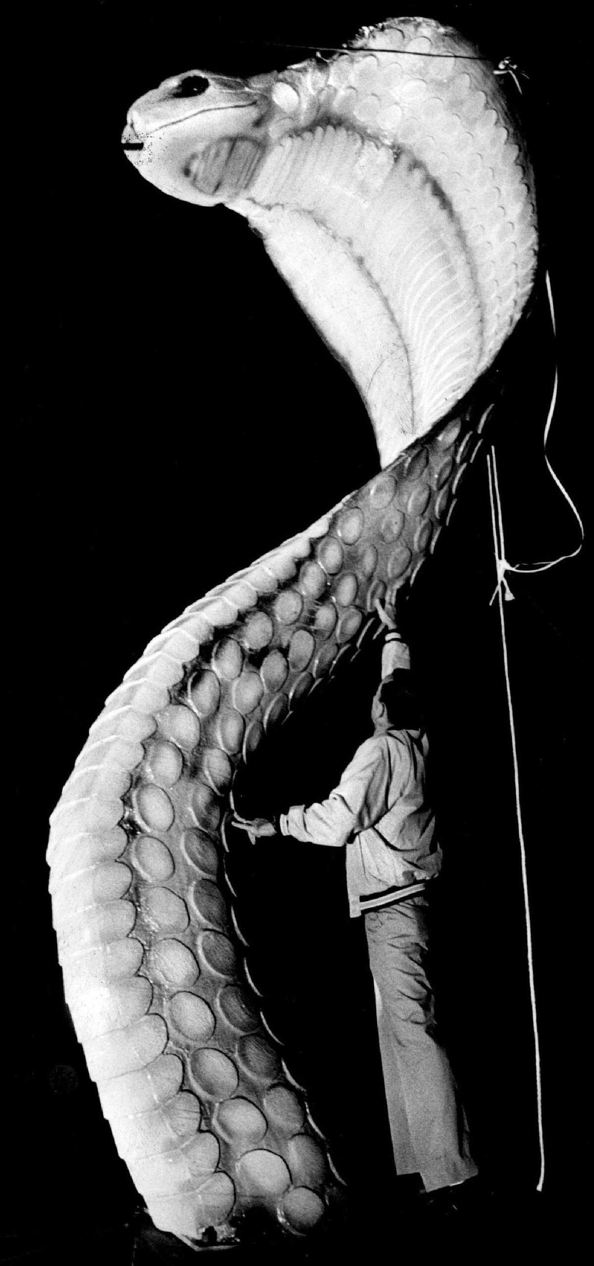Manuel Iglesas, head Custonian at south Miami high school, inspects the school’s new fiber glass cobra mascot after it was unveued Wednesday night.