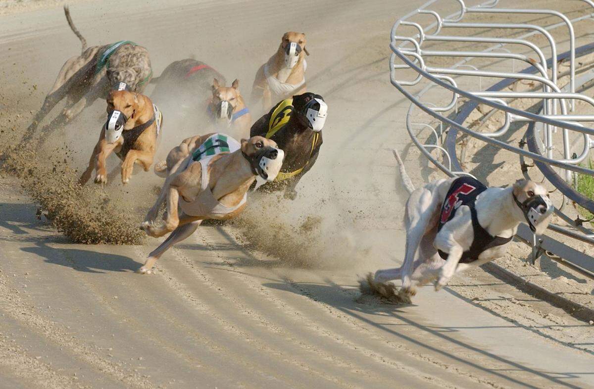 Voters’ approval of Amendment 13 means greyhound racing in Florida will be phased out by the end of 2020.