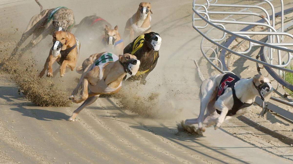 The House Committee on Agriculture will vote on an amendment to outlaw all gambling on greyhound racing nationwide.