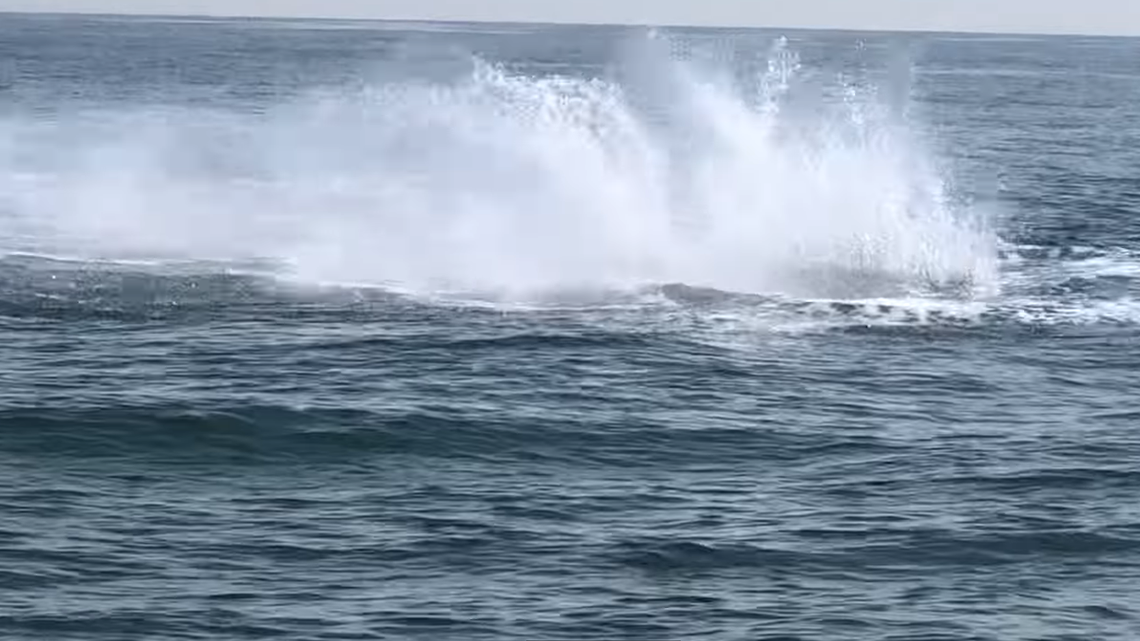 Scuba divers on a boat spotted a massive ocean animal, one rarely seen in Dover, splashing the water with its tail, video shows.