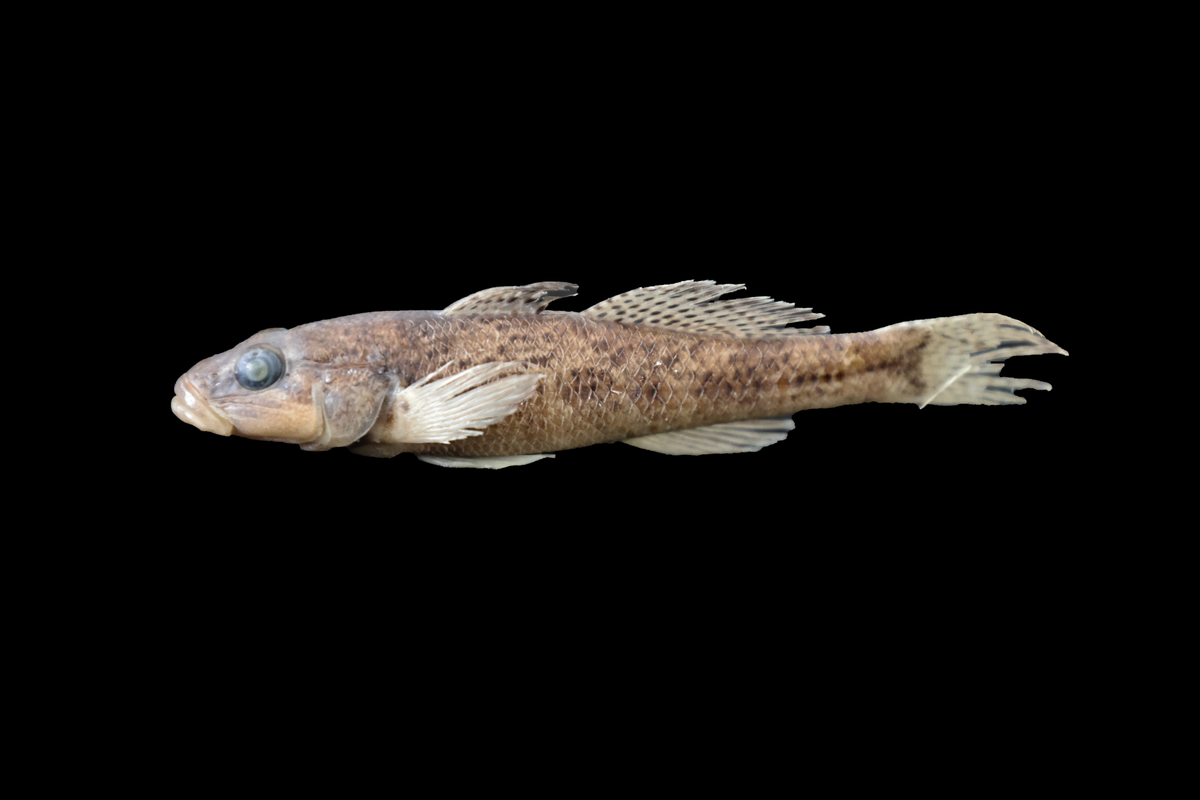 The new species has large, protruding eyes and black dots in bands on its translucent fins.