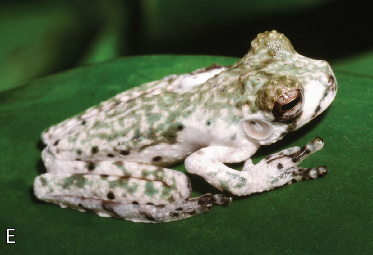 A juvenile crater mountain treehole frog with in-between coloring.