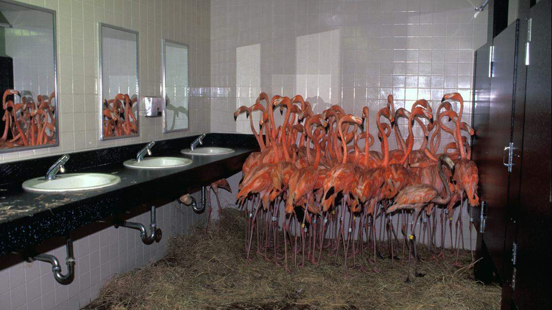 Flamingos were ushered into a restroom at the then-named Metrozoo in Kendall (now Zoo Miami) to protect them from the Category 5 Hurricane Andrew on Aug. 24, 1992.