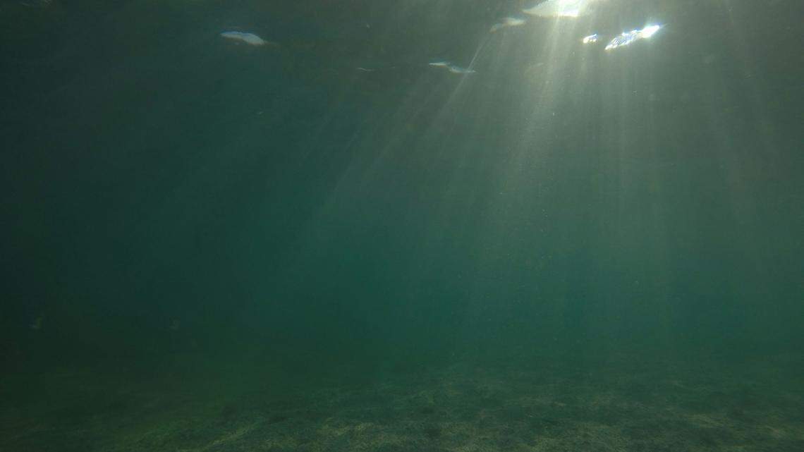 Far below the surface of the South China Sea, a creature with “glass-like” skin was discovered.