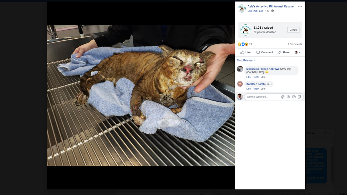 Florida no-kill shelter goes up in flames, six birds and cats were killed