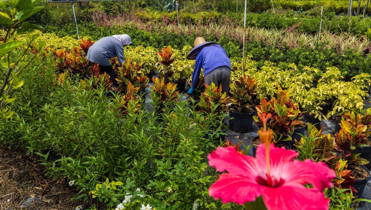 An aerial view of farmworker Roselia (left) and her daughter Cristal working at a plant nursery in the Homestead area on Thursday, July 24, 2025.