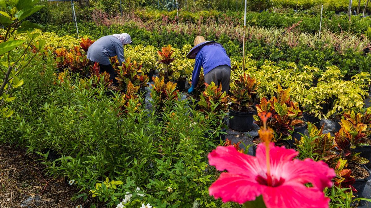LOS TRABAJADORES inmigrantes, como estos en Homestead, representan 20% de la fuerza laboral de Estados Unidos. 
