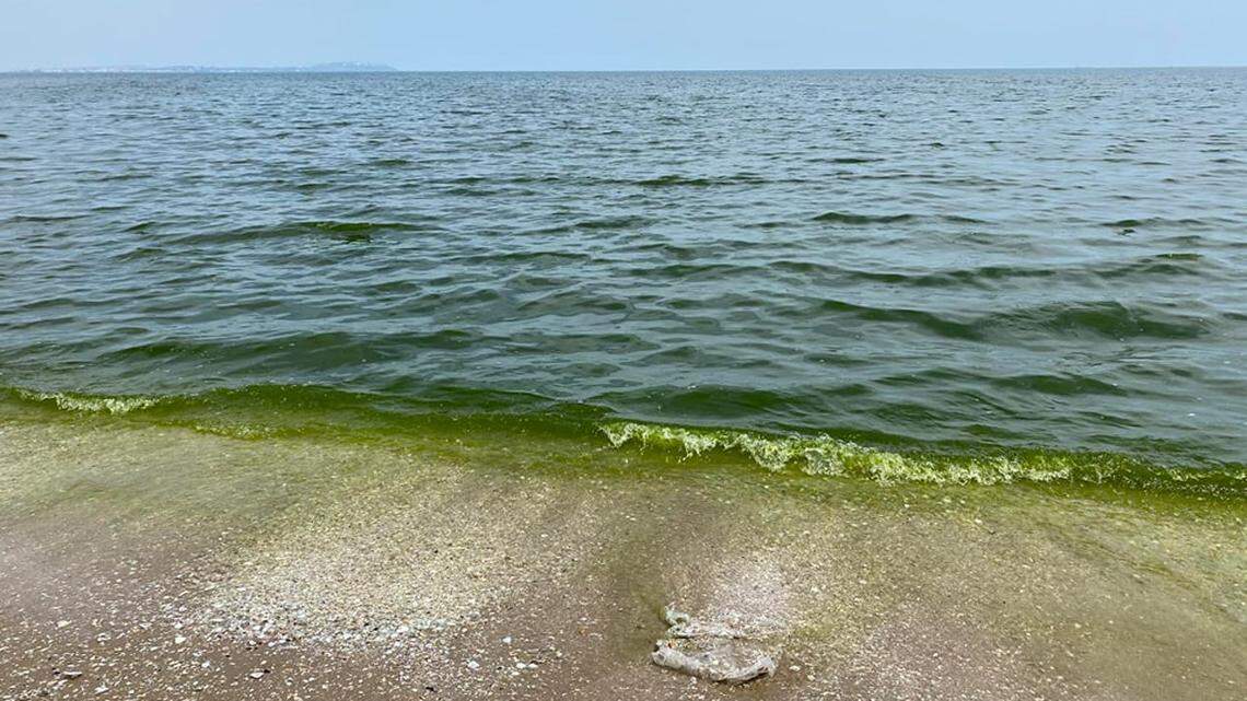 The coastal waters near Hammam-Lif and Ez Zahra in Tunisia turned fluorescent green, sparking concerns, photos show and officials said.