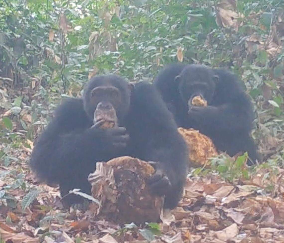 There were low levels of alcohol in the fruit, but the chimpanzees eat a significant percentage of fruit in their diet, researchers said.