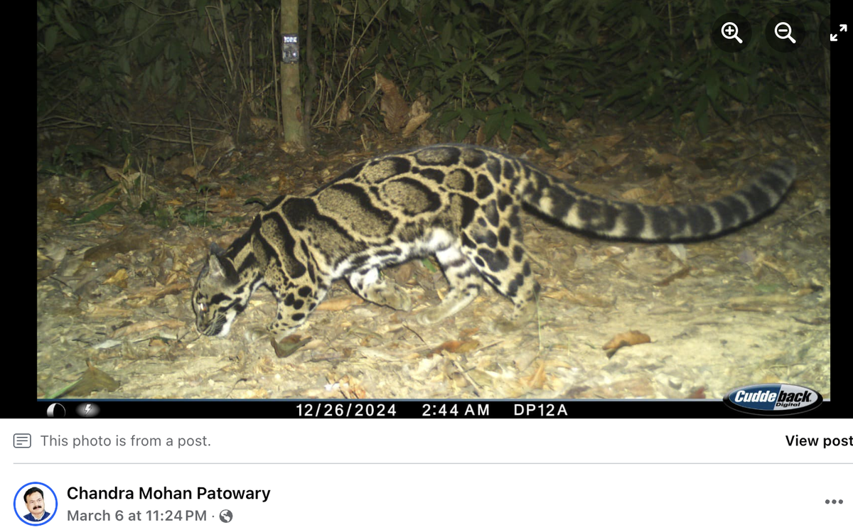 Clouded leopards earn their names from the cloud pattern of their pelt and habitat in the cloud forests of India.