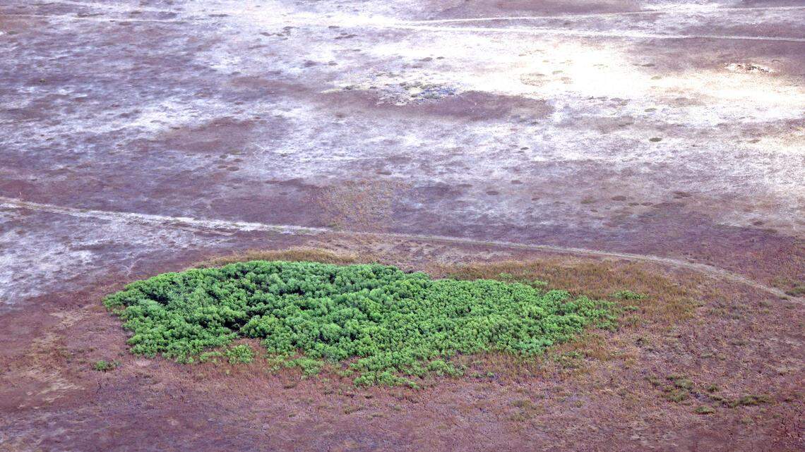 Miami’s drought wake-up call: Everglades restoration is our water insurance | Opinion