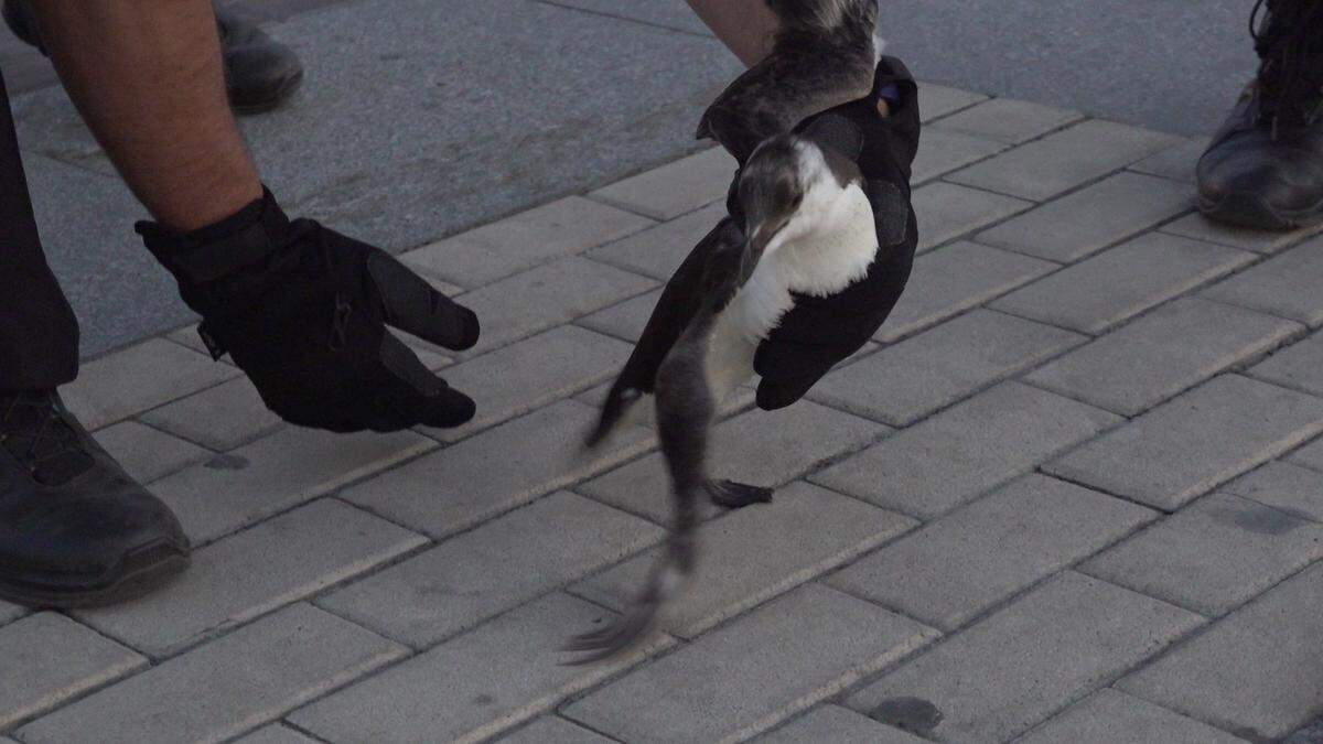Police officers captured the bird.