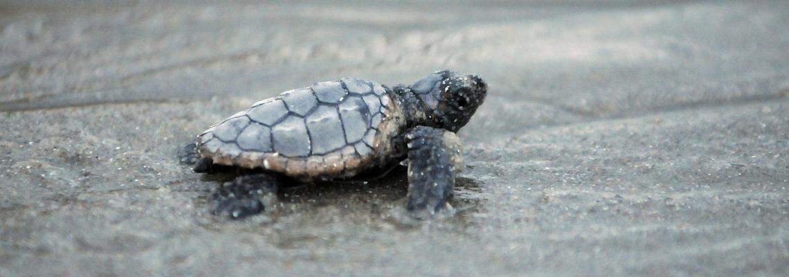 A survey of loggerhead nesting sites on Florida's Gulf Coast has found elevated levels of microplastics in sand.  This baby loggerhead was photographed on a South Carolina beach.