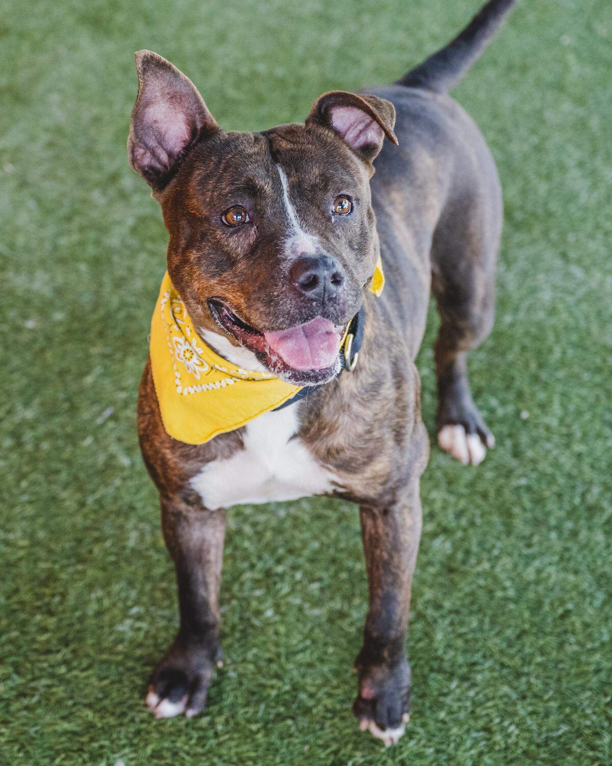 “Meet Kathia (A2425167)! At just 3 years old, this super energetic and playful girl loves to run around and play with dogs and people. Life to this sweet girl is all about having fun and living life to the fullest! She would be the perfect dog to go on adventures with, adopt her today!”