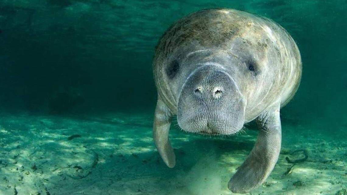 Manatees need Floridians to be their advocates.