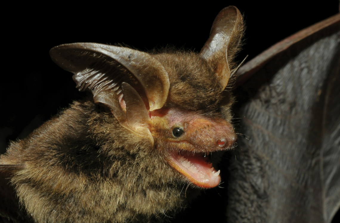 The medium-sized bat, named Histiotus alienus, was captured in a net on the edge of a forest in Brazil, according to the study.