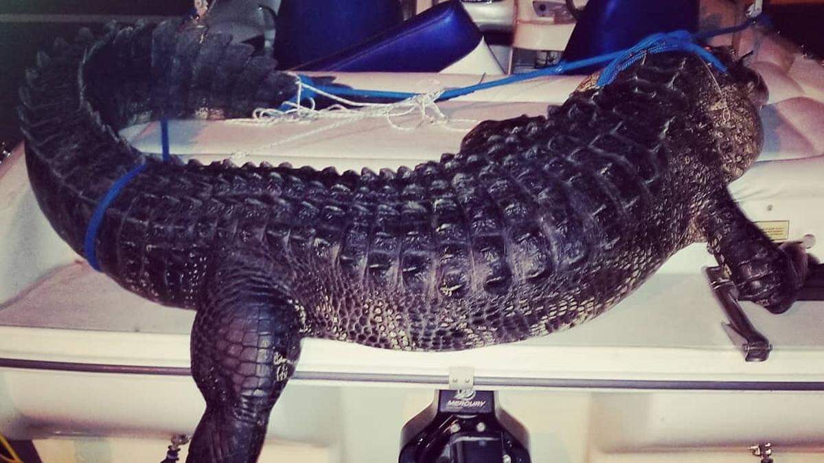 Cooper City resident Jim Howard snagged a 12-foot alligator from Lake Okeechobee Aug. 16, 2018.