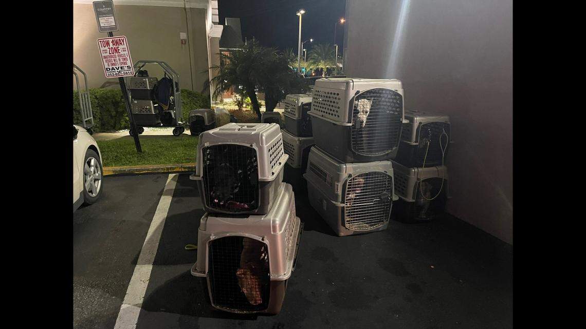 A van carrying 17 dogs was involved in a car crash June 5, in Ocala, Florida, and the police department took the extra step of booking them into a hotel room.