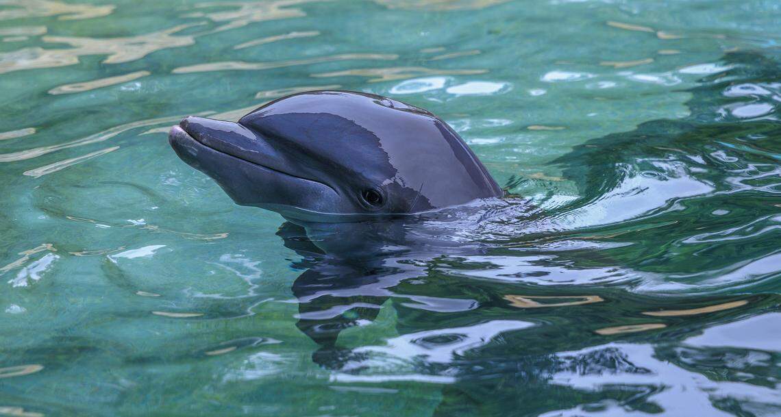 View of a Dolphin in the Dolphin Harbor, at the Miami Seaquarium, in Virginia Key, that will be closing on Sunday October 12, after 70 years in business, almost a year after the seaquarium filed for bankruptcy and is planning to sell the lease on its public waterfront property for $22.5 million to developer David Martin and a subsidiary of his development company, Terra, on Friday October, 10 2025.