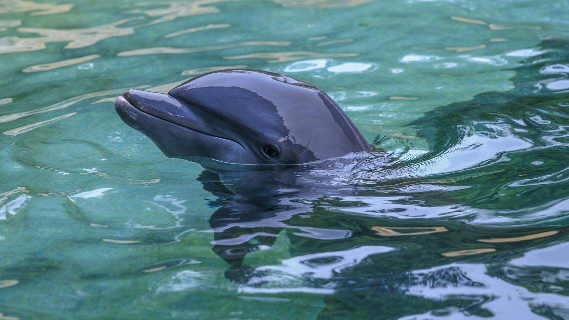 View of a Dolphin in the Dolphin Harbor, at the Miami Seaquarium, in Virginia Key, that will be closing on Sunday October 12, after 70 years in business, almost a year after the seaquarium filed for bankruptcy and is planning to sell the lease on its public waterfront property for $22.5 million to developer David Martin and a subsidiary of his development company, Terra, on Friday October, 10 2025.
