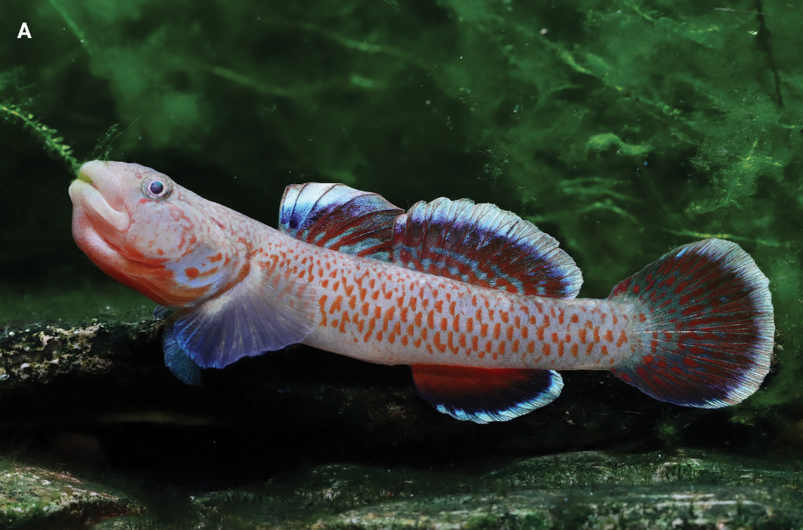 The males have orange spots and colorful fins, researchers said.