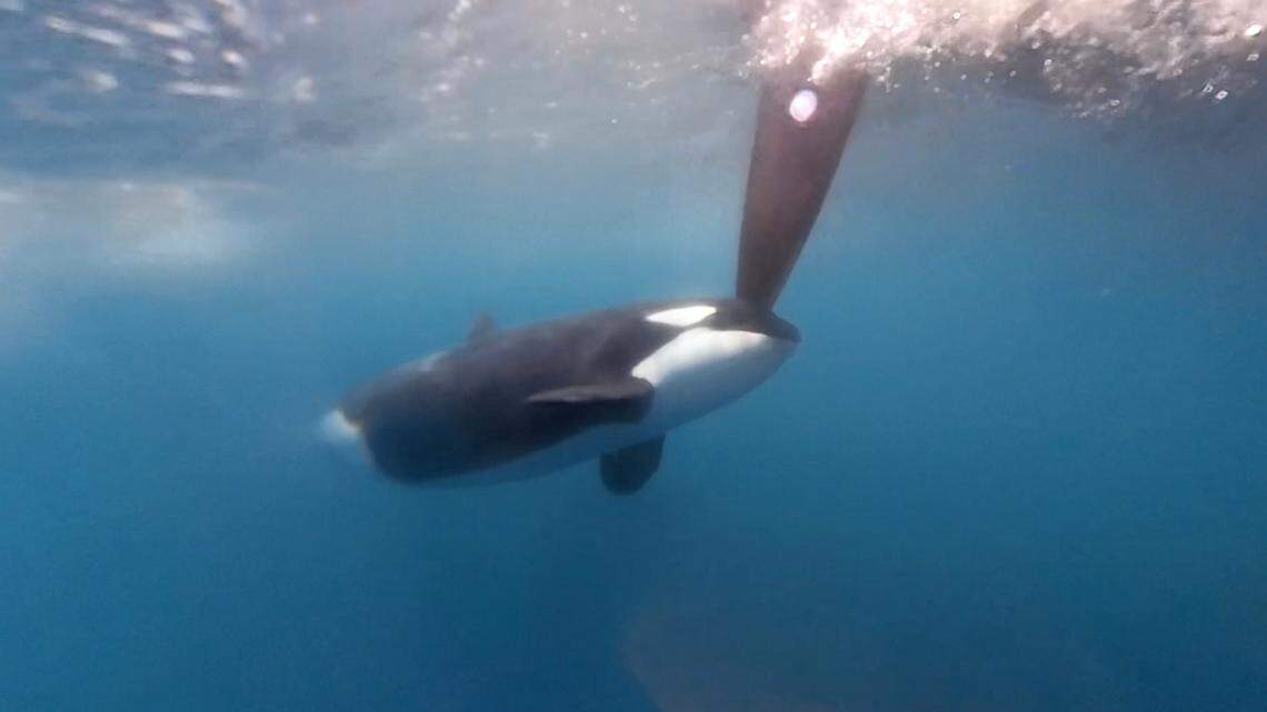 Three orcas attacked the rudder of a sailboat competing in The Ocean Race.