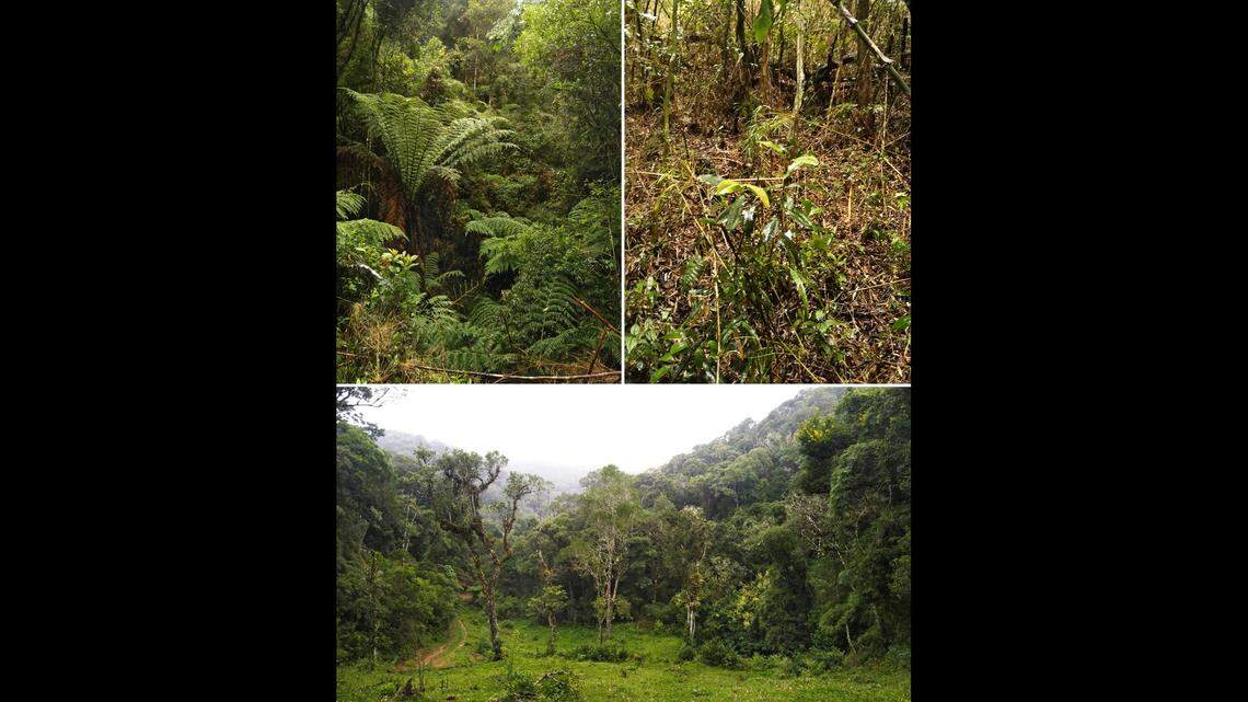 Brachycephalus tabuleiro lives in Serra do Tabuleiro, São Bonifácio municipality, Santa Catarina state, Brazil.