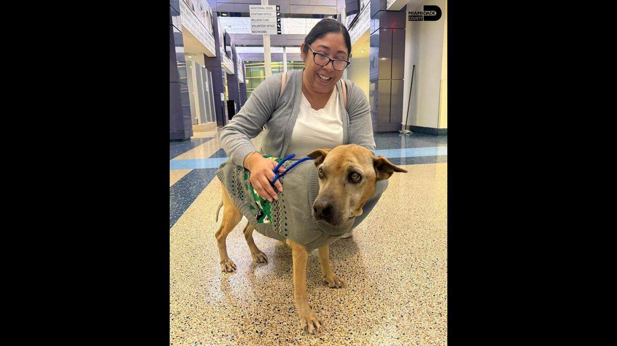 After more than 10 years on Miami-Dade streets, Buttercup was found in Homestead and reunited with her family. She is now settling back into her home.