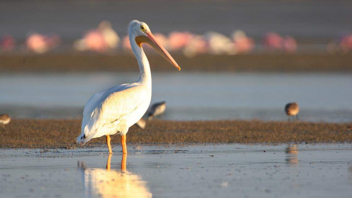 A white pelican in the shallows of Snake Bight in Everglades National Park.