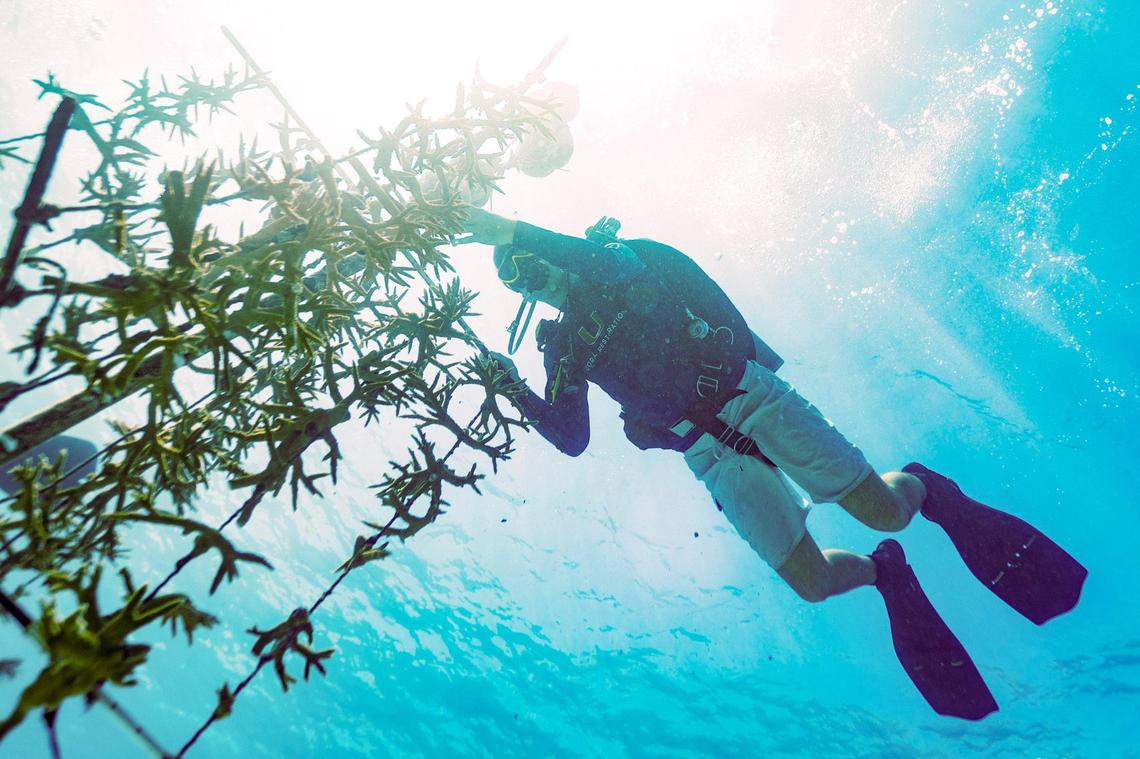 University of Miami Rosenstiel School Senior Research Associate Dalton Hesley collects healthy coral from the Paradise Reef nursery be outplanted on an adjacent reef during a Rescue A Reef coral restoration dive out of Diver’s Paradise dive shop located at Crandon Marina in Key Biscayne, Florida, on Friday, August 4, 2023. Rosenstiel School scientists are working to establish a new restoration research site off Miami to identify and better understand the heat tolerance of certain coral species and genotypes during bleaching events like this.